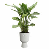 https://homes-tro.com › products › blumentopf-elho-19